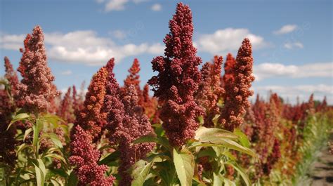  Quinoa – Die Powerpflanze für glutenfreie Lebensmittel und nachhaltige Landwirtschaft!